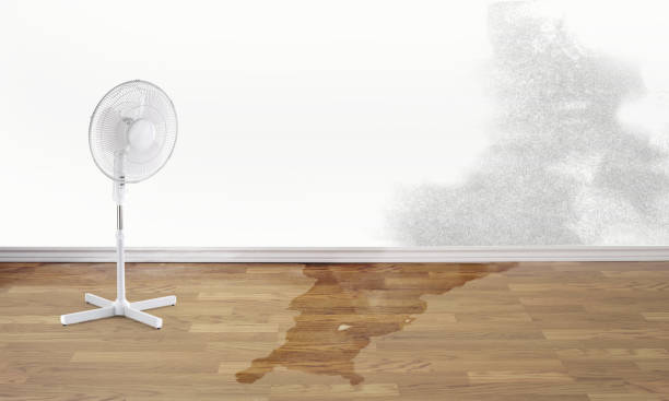 Best Water damage contractors near me  in Vassar, MI